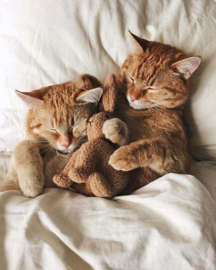 陈晨：和我一起养好多的猫吧