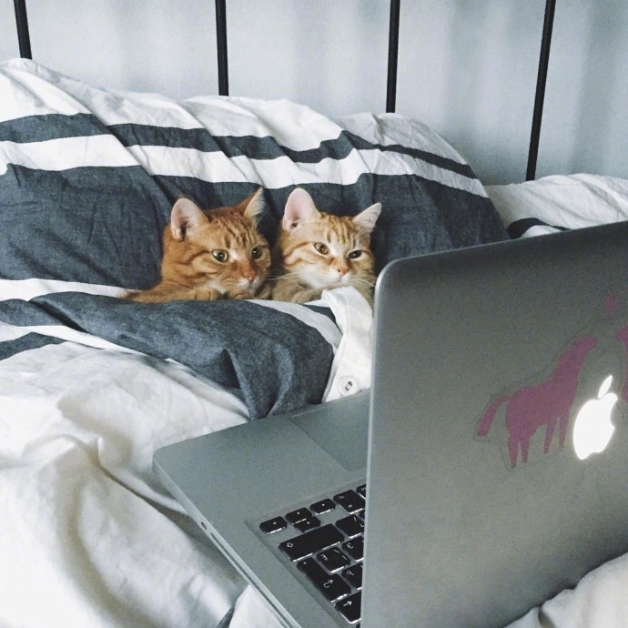 陈晨：和我一起养好多的猫吧