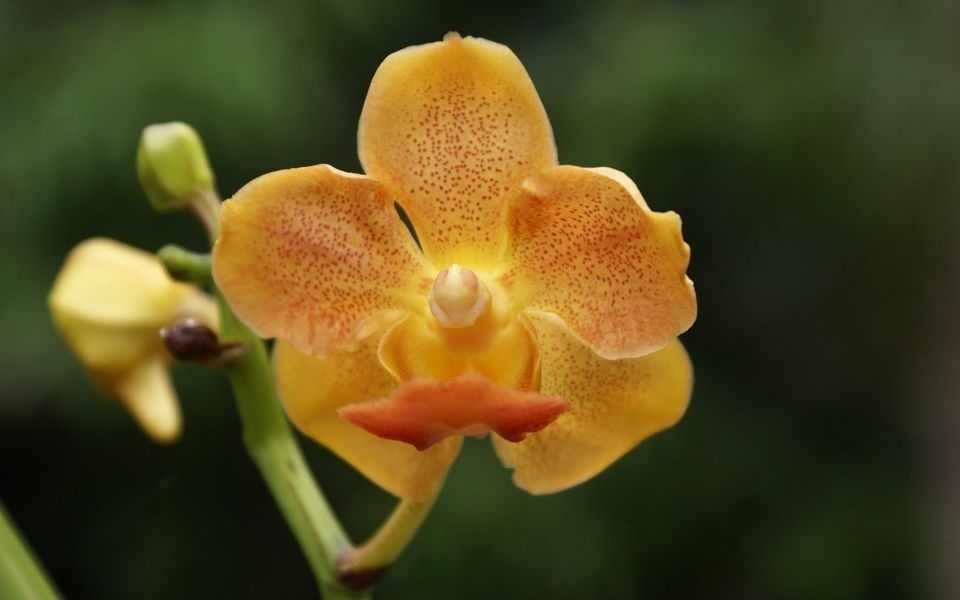 美丽植物兰花电脑壁纸