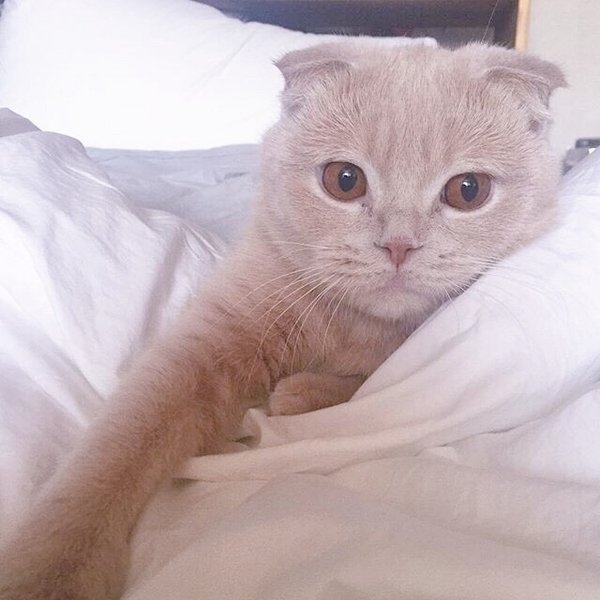 奶茶妹妹：你喜欢你的猫 那我呢