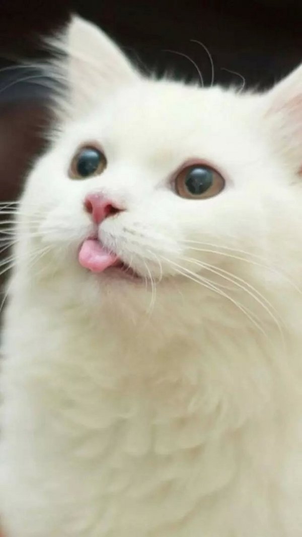 奶茶妹妹：你喜欢你的猫 那我呢