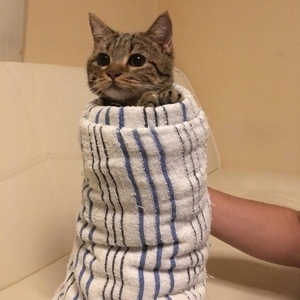 超级萌宠可爱猫咪气质头像