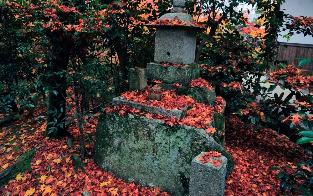 铺满红叶的庭院自然风景桌面壁纸