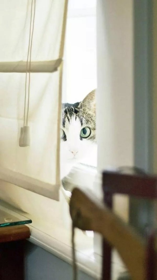 奶茶妹妹：你喜欢你的猫 那我呢