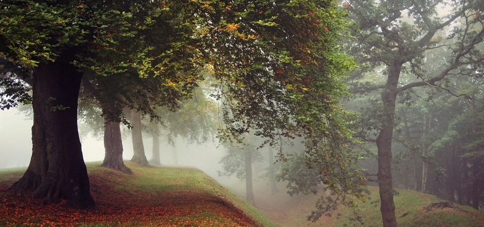 公园,树木,树叶,草,秋天的图片,自然风景森林桌面壁纸