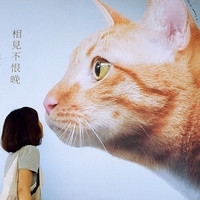 喵喵喵 懒家伙