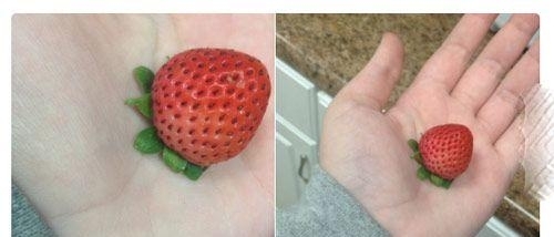 带有治愈系光环的食物
