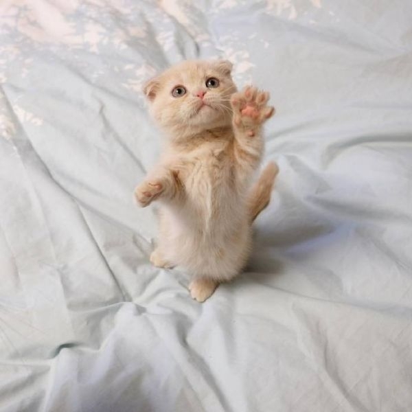 猫大人～么么哒