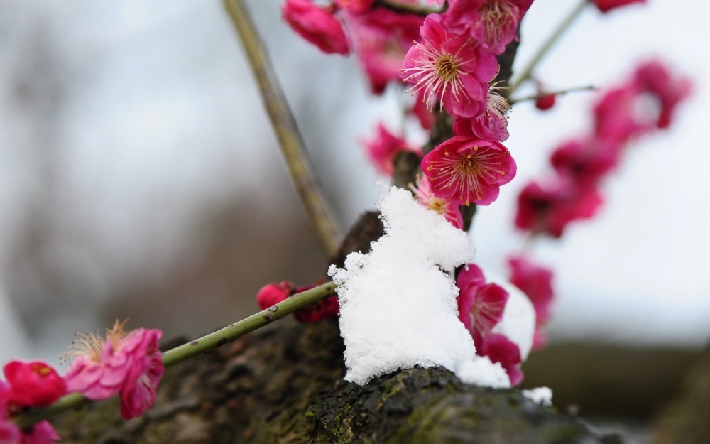 诗韵梅花电脑壁纸