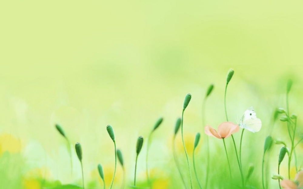 清新淡雅的背景图