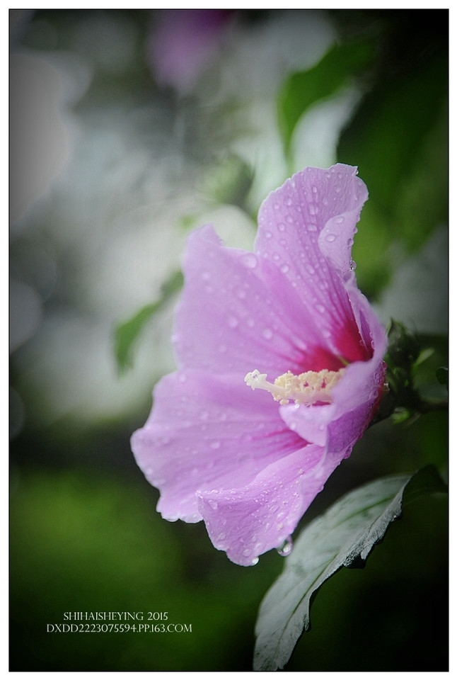 精选粉红色木槿花唯美高清图片