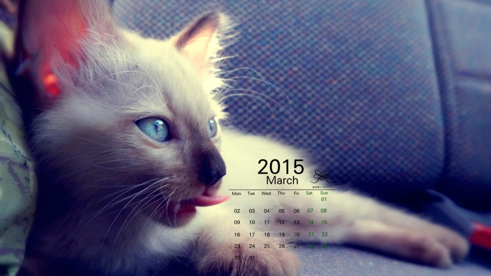 2015年3月日历壁纸精选猫星人卖萌调皮可爱的猫咪图片下载第三辑