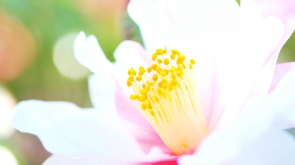 风景壁纸太阳花唯美花朵图片