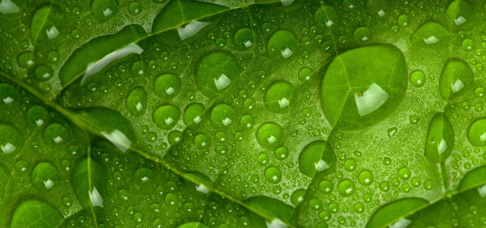 绿色叶子，露水，背景图片，护眼壁纸