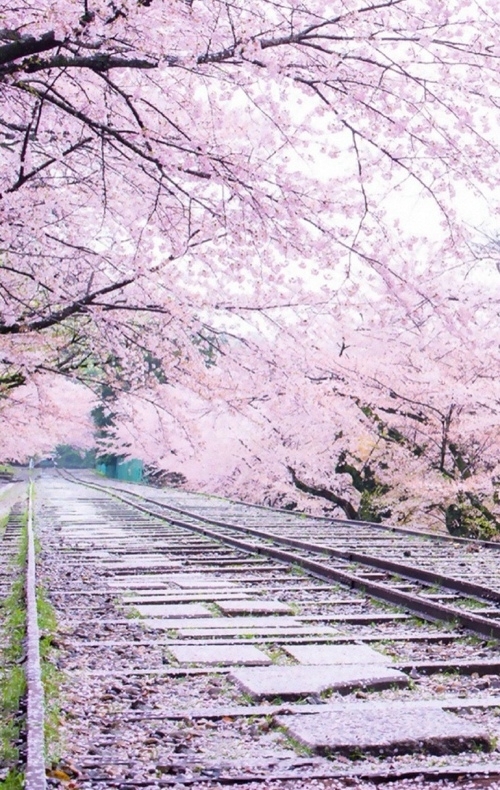 唯美粉色樱花小清新图片背景