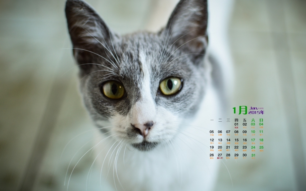 2015年1月日历壁纸可爱动物卖萌的猫咪高清图片大全