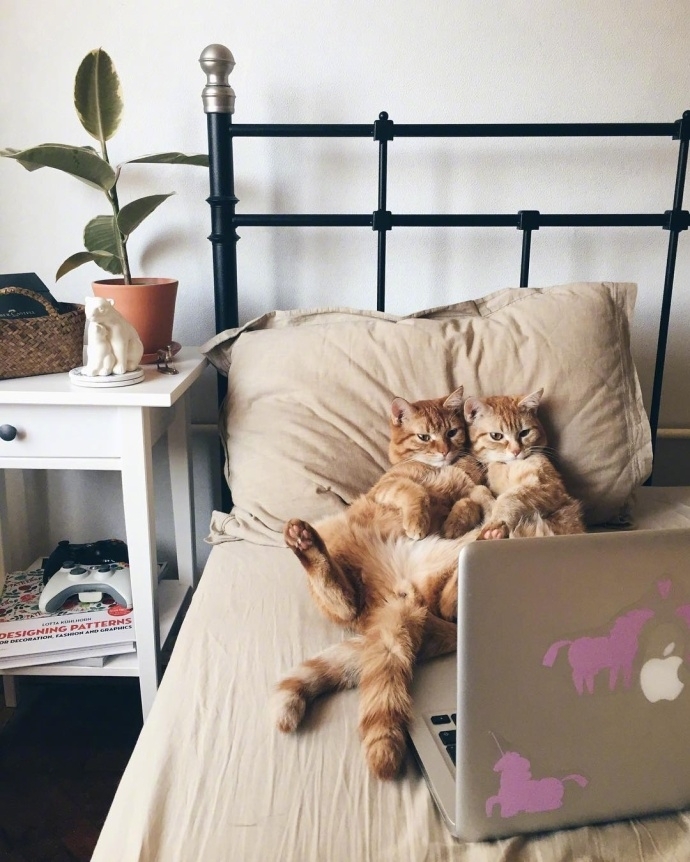 陈晨：和我一起养好多的猫吧