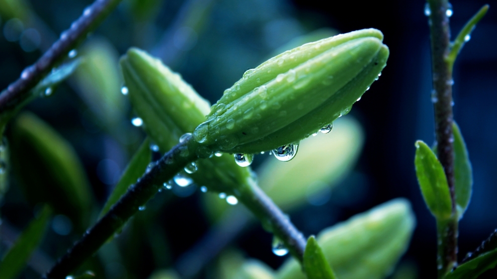 精选清新护眼高清植物风景桌面壁纸下载。