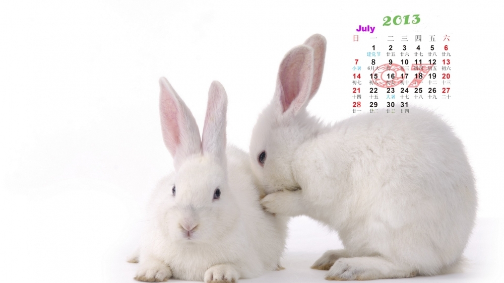 2013年7月份电脑日历壁纸之可爱动物