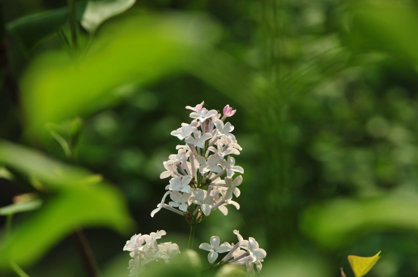 淡雅丁香花图片