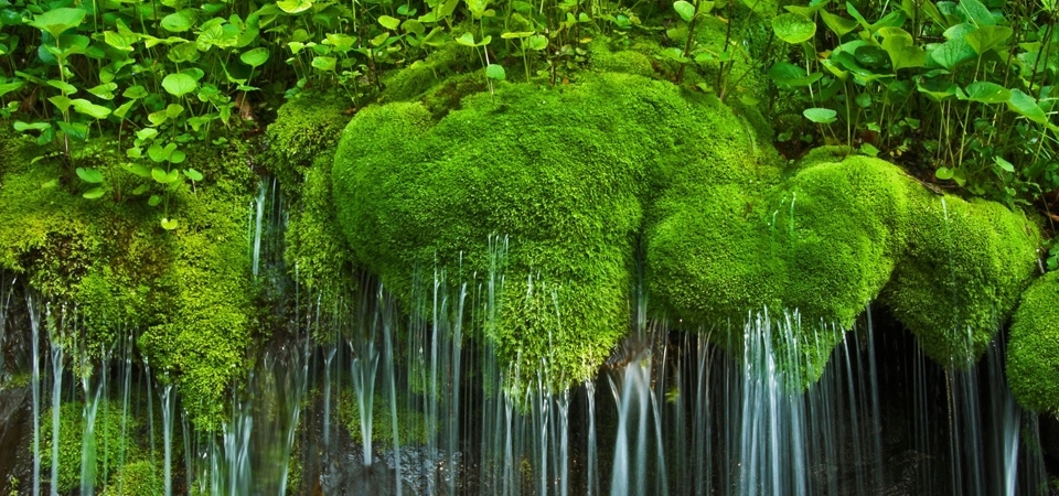 弗吉尼亚州，谢南多厄国家公园，瀑布与苔藓，绿色植物风景桌面壁纸