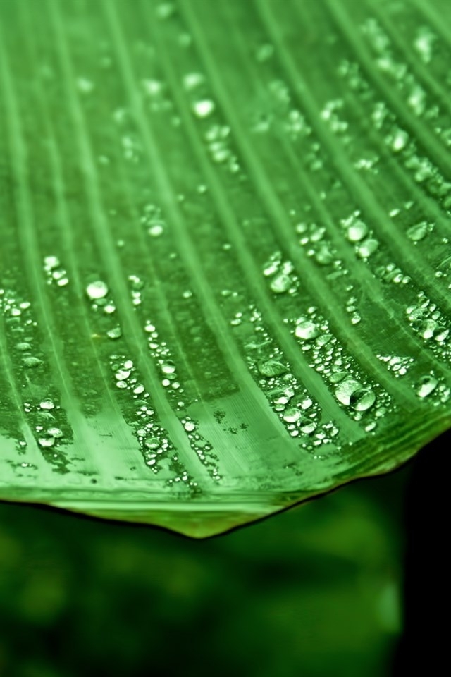 植物露珠图片安卓手机壁纸下载