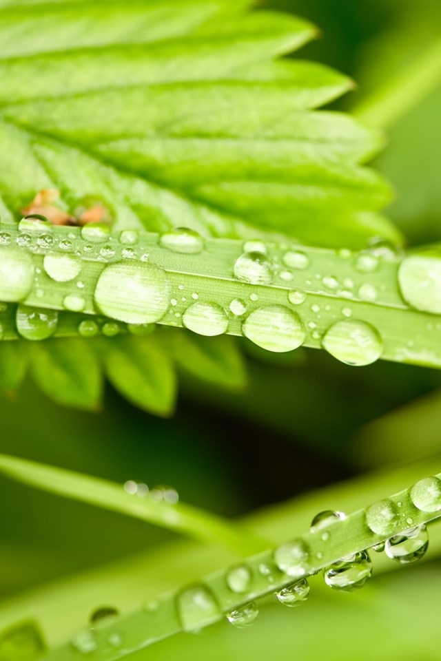 植物露珠图片安卓手机壁纸下载