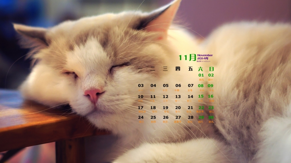 2014年11月日历桌面壁纸可爱的小猫高清图片