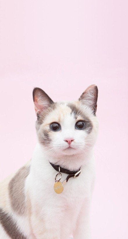 奶茶妹妹：你喜欢你的猫 那我呢