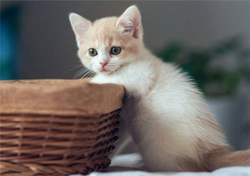 卖萌可爱猫咪