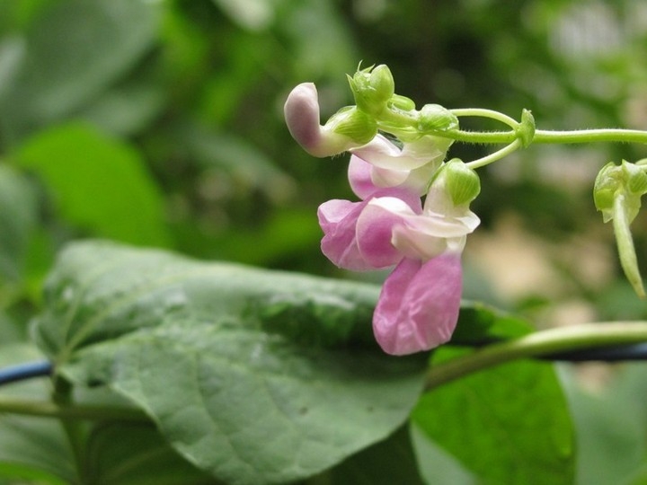 清新娇嫩的四季豆花唯美花卉图片