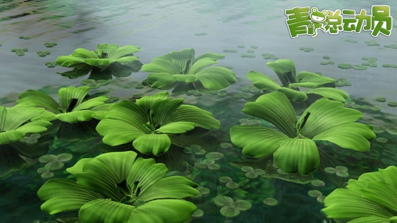 动画电影《青蛙总动员》桌面壁纸