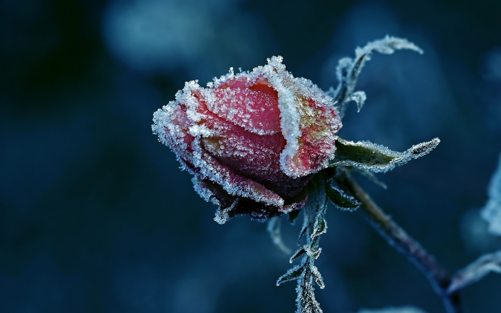 冬天结冰的美丽玫瑰壁纸