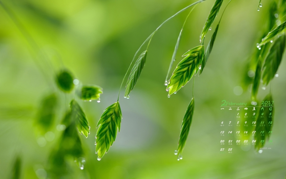 2017年2月绿色植物清新护眼日历壁纸