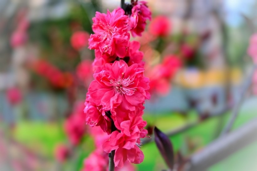 红桃花图片
