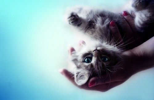 卖萌可爱猫咪