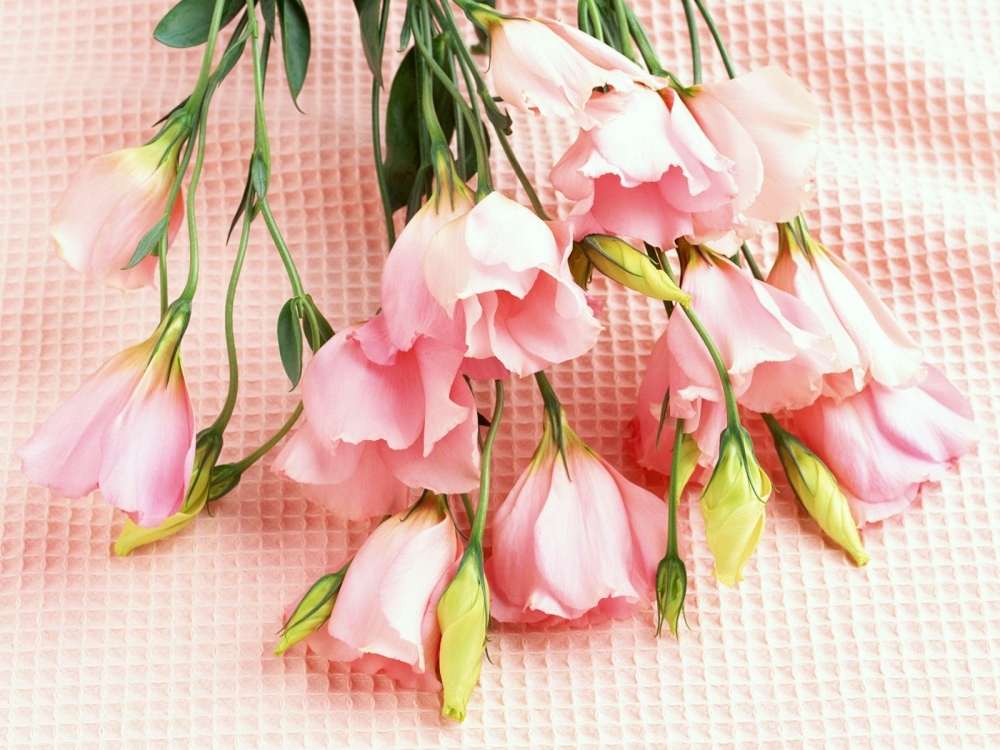 鲜花装饰 第九辑