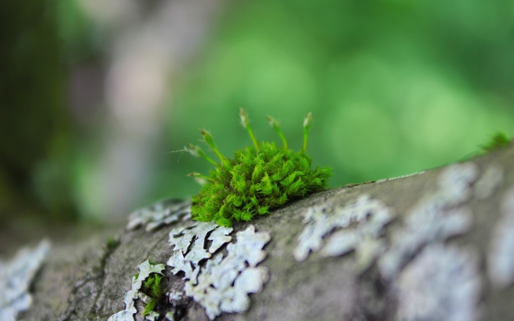 精选自然绿色青苔花草植物高清图片