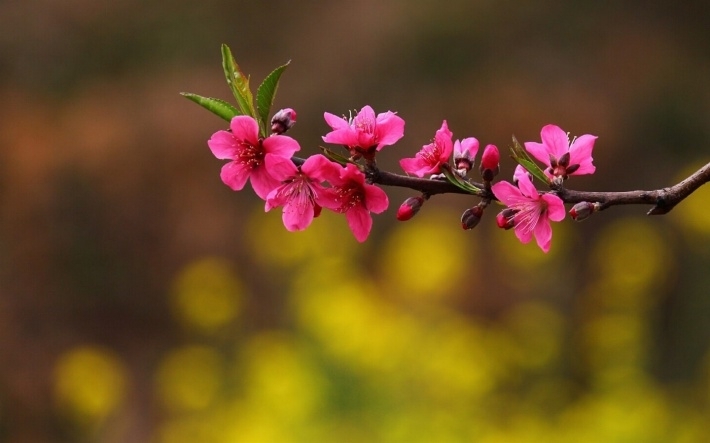 春天红色桃花电脑壁纸