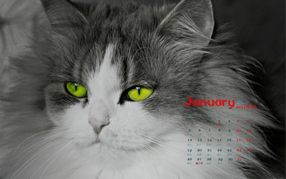 2015年1月日历壁纸可爱动物卖萌的猫咪高清图片大全