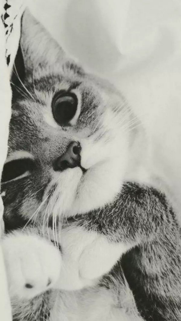 奶茶妹妹：你喜欢你的猫 那我呢