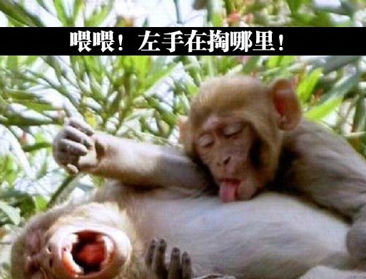 猴子真是淫荡啊~