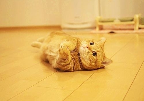 卖萌可爱猫咪
