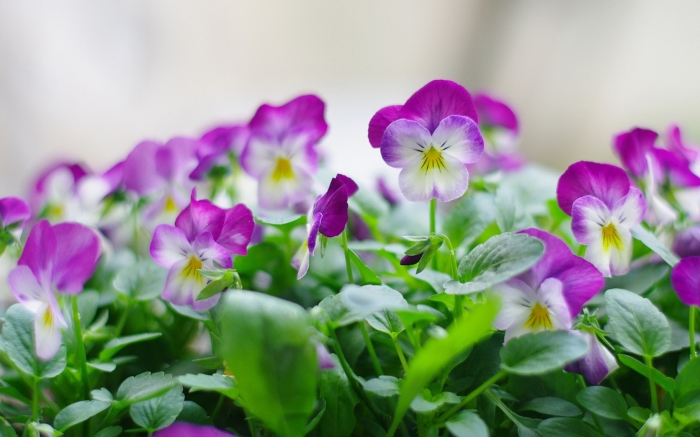 唯美花草三色堇紫色花朵高清图片