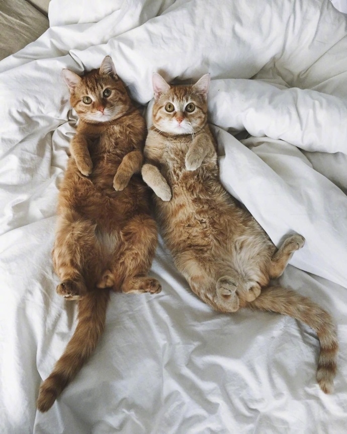 陈晨：和我一起养好多的猫吧