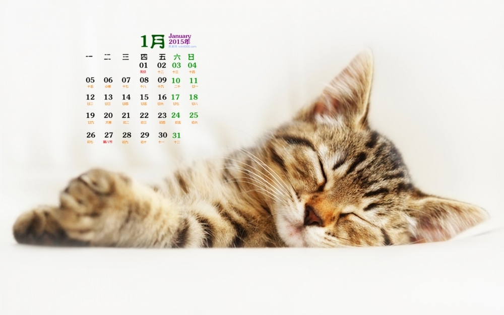 2015年1月日历壁纸可爱动物卖萌的猫咪高清图片大全