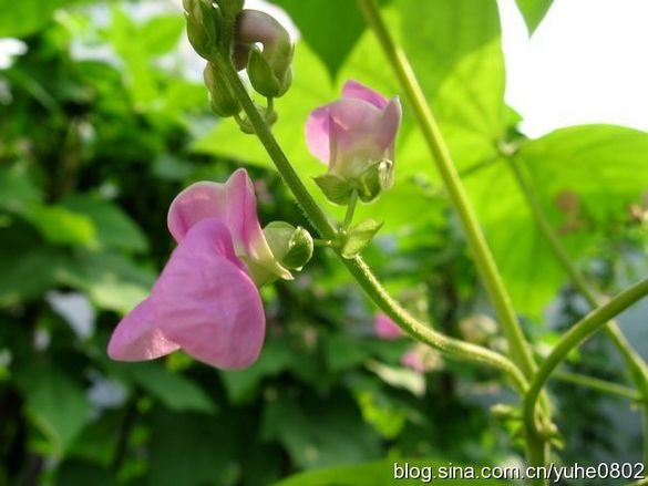 拍摄绿色植物花卉四季豆角花图片