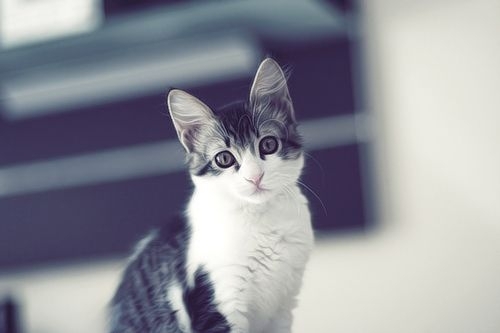 卖萌可爱猫咪