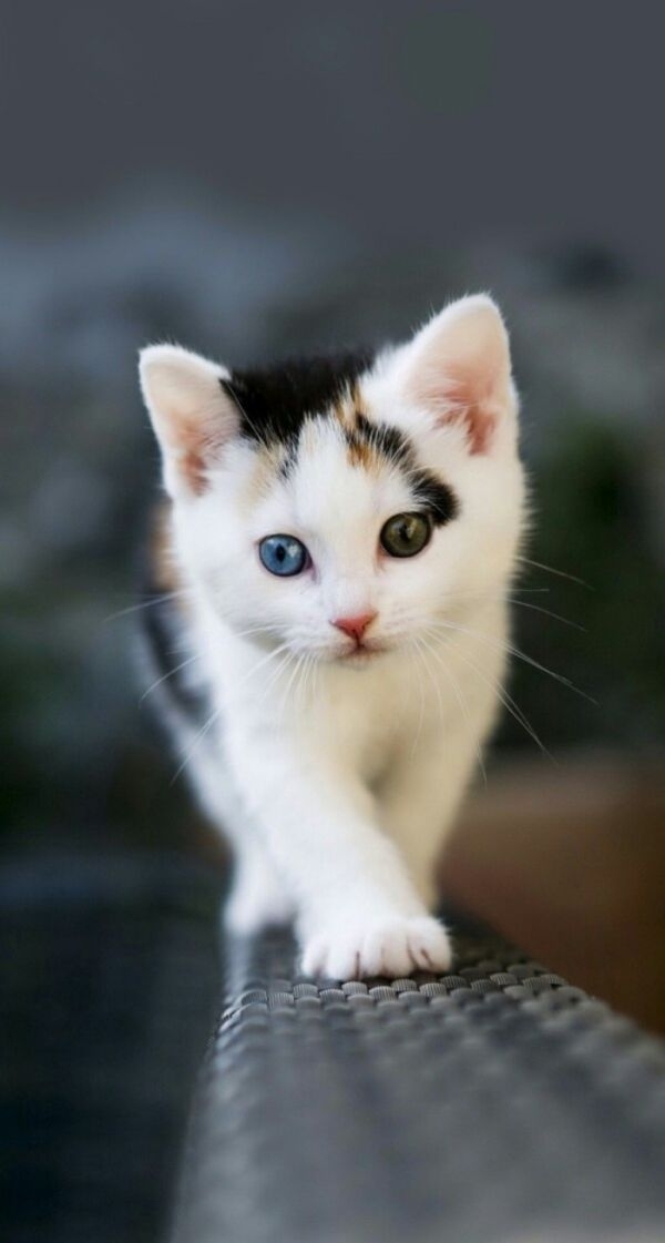 猫大人～么么哒
