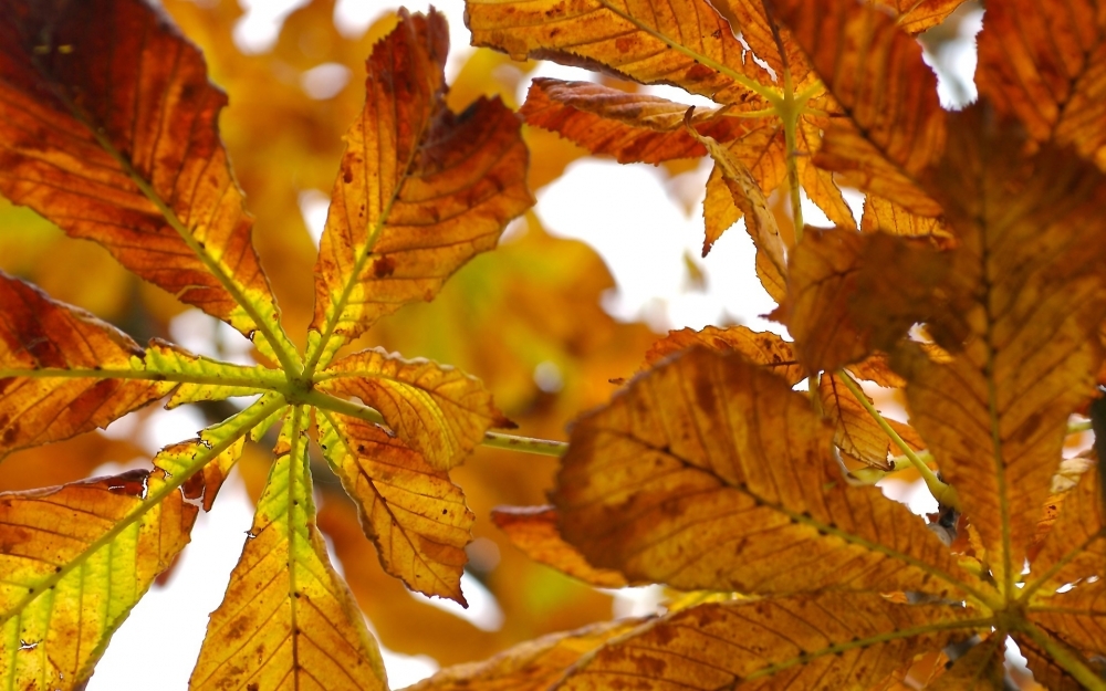 秋天的美丽植物落叶图片合集高清电脑桌面壁纸下载